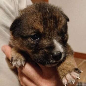 Mixed Breed Dogs Available for Adoption - Rowen C-34459 | PetCurious