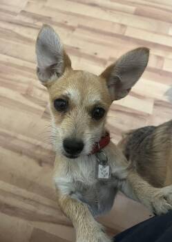 Terrier and Chihuahua Dogs Available for Adoption in Denver, Colorado - Tilly | PetCurious