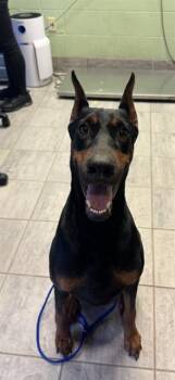 GUINEVERE -  Doberman Pinscher and Mixed Breed Dog for Adoption in Grand Prairie, Texas - GUINEVERE | PetCurious