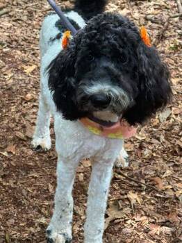Cotton Candy -  Mixed Breed Dog for Adoption in Wayne, New Jersey - Cotton Candy | PetCurious
