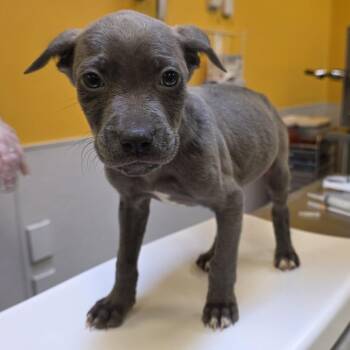 Pit Bull Terrier Dogs Available for Adoption - Donald | PetCurious