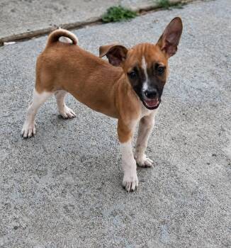Norton -  Chihuahua Dog for Adoption in Colorado Springs, Colorado - Norton | PetCurious
