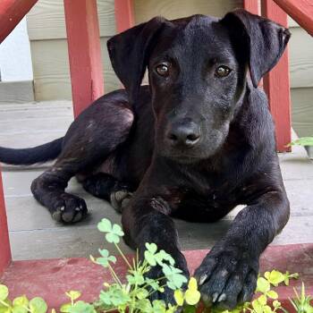 Hank -  Black Labrador Retriever Dog for Adoption in Water Valley, Mississippi - Hank | PetCurious