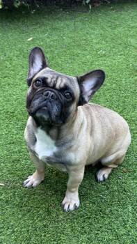 Rescue French Bulldog Dogs for Adoption in Montclair, New Jersey - Escher | PetCurious