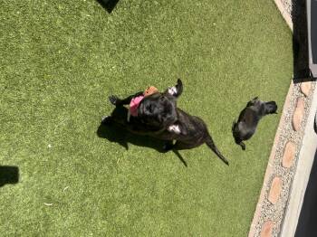 Violet -  American Staffordshire Terrier and French Bulldog Dog for Adoption in Phoenix, Arizona - Violet | PetCurious