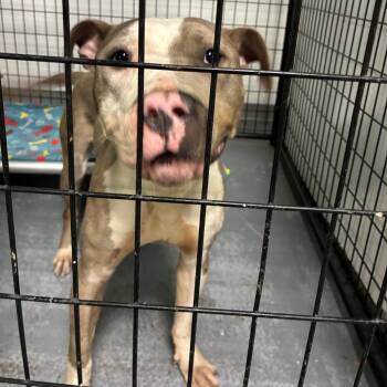 Viv -  Terrier Dog for Adoption in St. Louis, Missouri - Viv | PetCurious