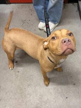 Valerie -  Mixed Breed Dog for Adoption in West Chester, Pennsylvania - Valerie | PetCurious