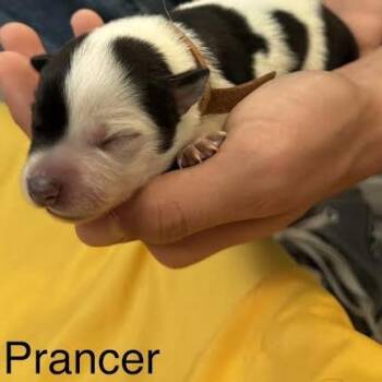 Prancer -  Australian Cattle Dog Blue Heeler and Mixed Breed Dog for Adoption in Lynchburg, Virginia - Prancer | PetCurious