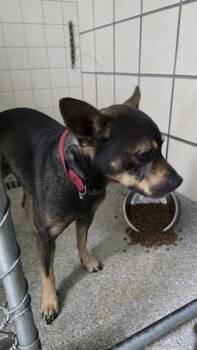 Rescue Chihuahua and Mixed Breed Dogs for Adoption in Pasadena, Texas - REGGIE | PetCurious