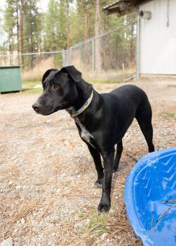 Rosie -  Pit Bull Terrier and Black Labrador Retriever Dog for Adoption in Libby, Montana - Rosie | PetCurious