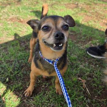 Chihuahua and Mixed Breed Dogs Available for Adoption - Thor | PetCurious
