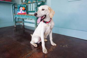 Amos -  Labrador Retriever Dog for Adoption in San Antonio, Texas - Amos | PetCurious