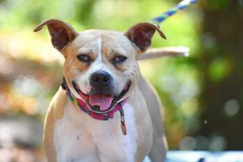 Nala -  American Staffordshire Terrier Dog for Adoption in Pottsville, Pennsylvania - Nala | PetCurious