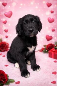 Golden Retriever and Bernese Mountain Dog Dogs Available for Adoption - Valetin | PetCurious