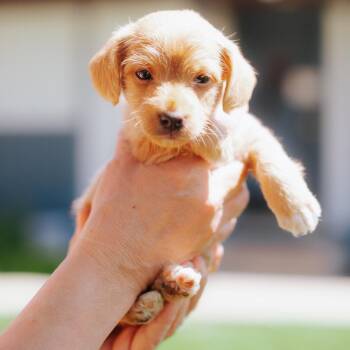 Chihuahua Dogs Available for Adoption in Northbrook, Illinois - Can Do Kylie | PetCurious