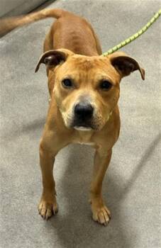 ATLAS -  Pit Bull Terrier and Mixed Breed Dog for Adoption - ATLAS | PetCurious