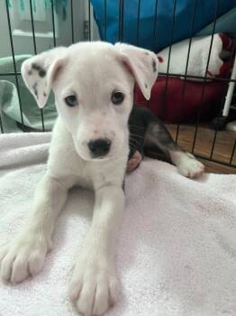 Safari -  Pit Bull Terrier and Husky Dog for Adoption in Yellowknife, Northwest Territories - Safari | PetCurious
