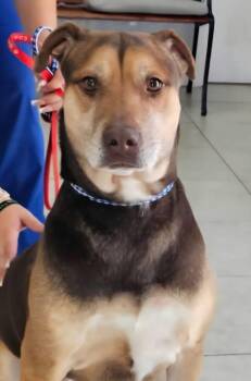 Yellow Labrador Retriever Dogs Available for Adoption - Canella | PetCurious