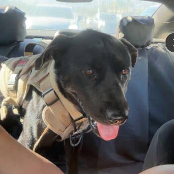 Black Labrador Retriever Dogs Available for Adoption in Apache Junction, Arizona - Coco | PetCurious