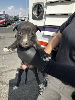 61516949 -  Pit Bull Terrier and Mixed Breed Dog for Adoption in El Paso, Texas - 61516949 | PetCurious