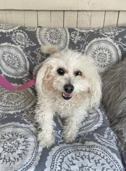 Maltese and Poodle Dogs Available for Adoption in Fort Worth, Texas - Grandma Mavis | PetCurious