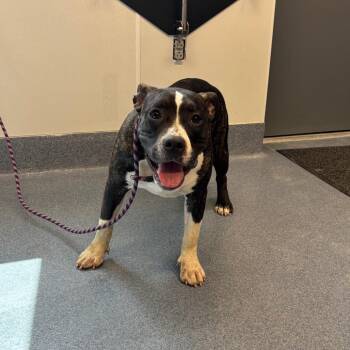 Tilly -  Pit Bull Terrier and Mixed Breed Dog for Adoption in Saint Joseph, Missouri - Tilly | PetCurious