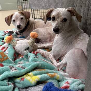 Fishbone -  Mixed Breed Dog for Adoption in State College, Pennsylvania - Fishbone | PetCurious