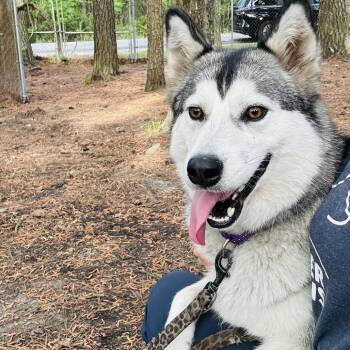 Mixed Breed Dogs Available for Adoption in Summerville, South Carolina - Koda | PetCurious