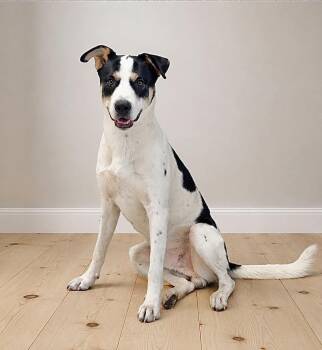 Dilbert -  Hound and Labrador Retriever Dog for Adoption in Georgetown, Ohio - Dilbert | PetCurious