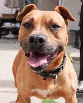 American Staffordshire Terrier and Mixed Breed Dogs Available for Adoption in Hamilton Township, New Jersey - Koa | PetCurious