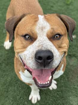 Nyke Air -  Pit Bull Terrier Dog for Adoption in Anderson, Indiana - Nyke Air | PetCurious
