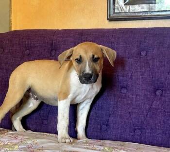 Bloopie  Lonestar -  Labrador Retriever Dog for Adoption in Rockaway, New Jersey - Bloopie  Lonestar | PetCurious
