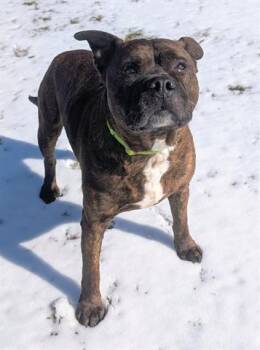 Pit Bull Terrier Dogs Available for Adoption - MARS | PetCurious