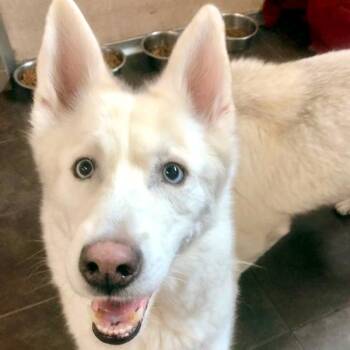 Loki -- Bonded Buddy With Willow -  Siberian Husky Dog for Adoption in Des Moines, Iowa - Loki -- Bonded Buddy With Willow | PetCurious
