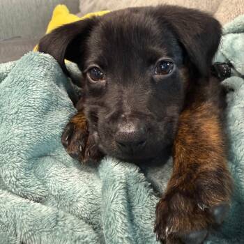Mixed Breed Dogs Available for Adoption in Baldwin, Maryland - Angela | PetCurious
