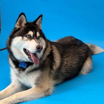 Sky Boy -  Husky and Alaskan Malamute Dog for Adoption in Los Angeles, California - Sky Boy | PetCurious
