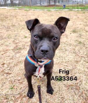 Rescue Mixed Breed Dogs for Adoption - BLUE | PetCurious