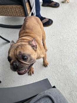 Ross -  French Bulldog Dog for Adoption in Lakeland, Florida - Ross | PetCurious