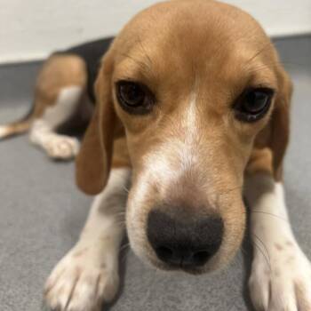 Charlotte 9167 -  Beagle Dog for Adoption in Loxahatchee Groves, Florida - Charlotte 9167 | PetCurious