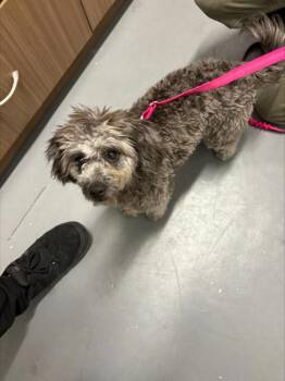 Coco -  Poodle Dog for Adoption in Victoria, British Columbia - Coco | PetCurious
