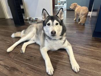 Husky Dogs Available for Adoption in Tustin, California - Ranger Is Still Available For Adoption  | PetCurious