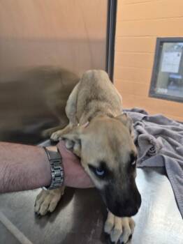 Pen 221 Elarae -  Labrador Retriever and Pit Bull Terrier Dog for Adoption in Lawrenceville, Georgia - Pen 221 Elarae | PetCurious