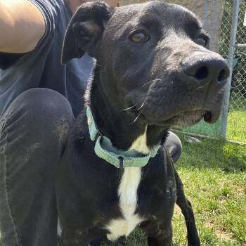 Dolly -  Retriever Dog for Adoption in Harrisonburg, Virginia - Dolly | PetCurious