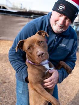 Mixed Breed Dogs Available for Adoption in Chamblee, Georgia - Brianna | PetCurious