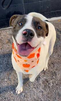 Rescue Hound Dogs for Adoption in Knoxville, Tennessee - Wyatt | PetCurious