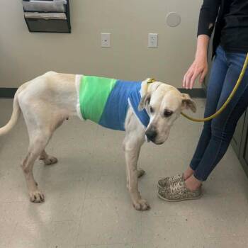 Faith Suzette -  Great Dane and Yellow Labrador Retriever Dog for Adoption in New Orleans, Louisiana - Faith Suzette | PetCurious