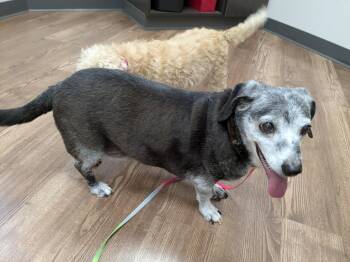 Brosnan -  Dachshund Dog for Adoption in Powell, Ohio - Brosnan | PetCurious