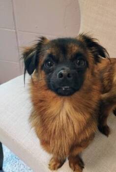 Rescue Terrier Dogs for Adoption in Athens, Tennessee - Hugo | PetCurious