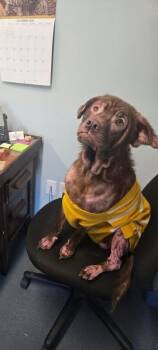 Rescue Mixed Breed Dogs for Adoption in Gloucester, Virginia - Brownie | PetCurious