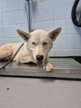 Nc2 Frost Bite -  Siberian Husky Dog for Adoption in Lawrenceville, Georgia - Nc2 Frost Bite | PetCurious
